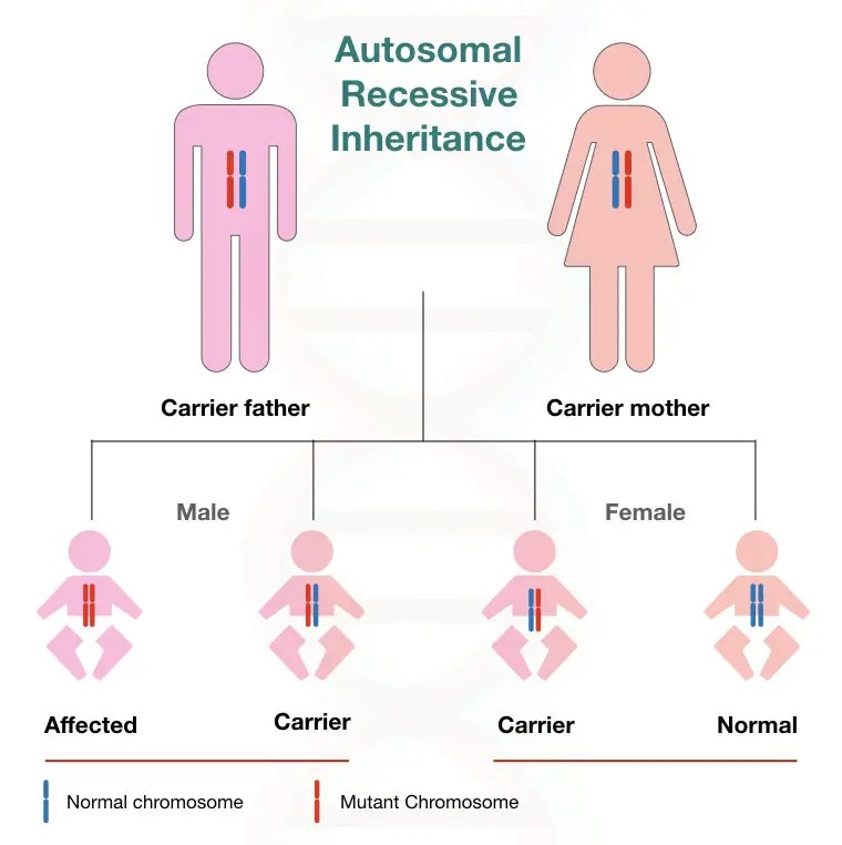 Different types of inheritance pattern(04)