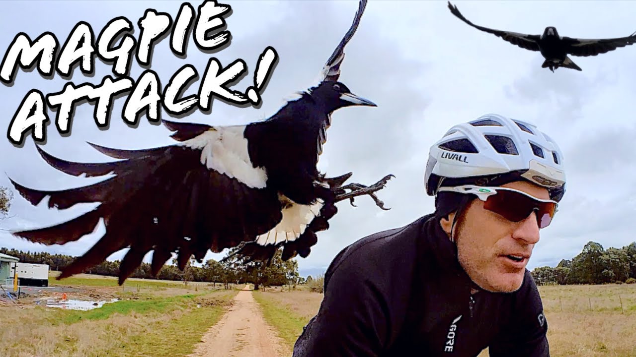 The Worst Magpies I’ve Ever Encountered! Double Attacks!
