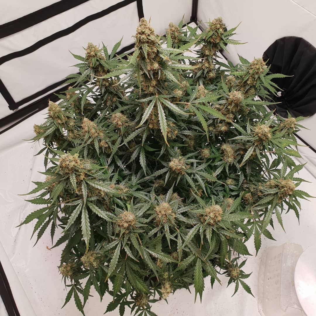 Blackberry Gum Autoflower Cannabis Seedbank South Africa Seed Shop