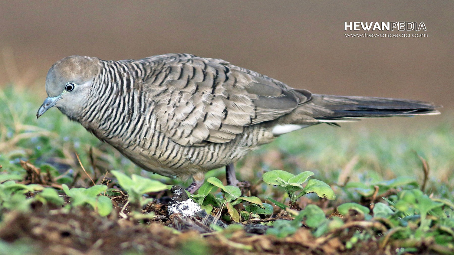 5 Jenis Dan Ciri Kepala Perkutut Katuranggan Beserta Artinya - Hewanpedia 843_X_1500_jpg