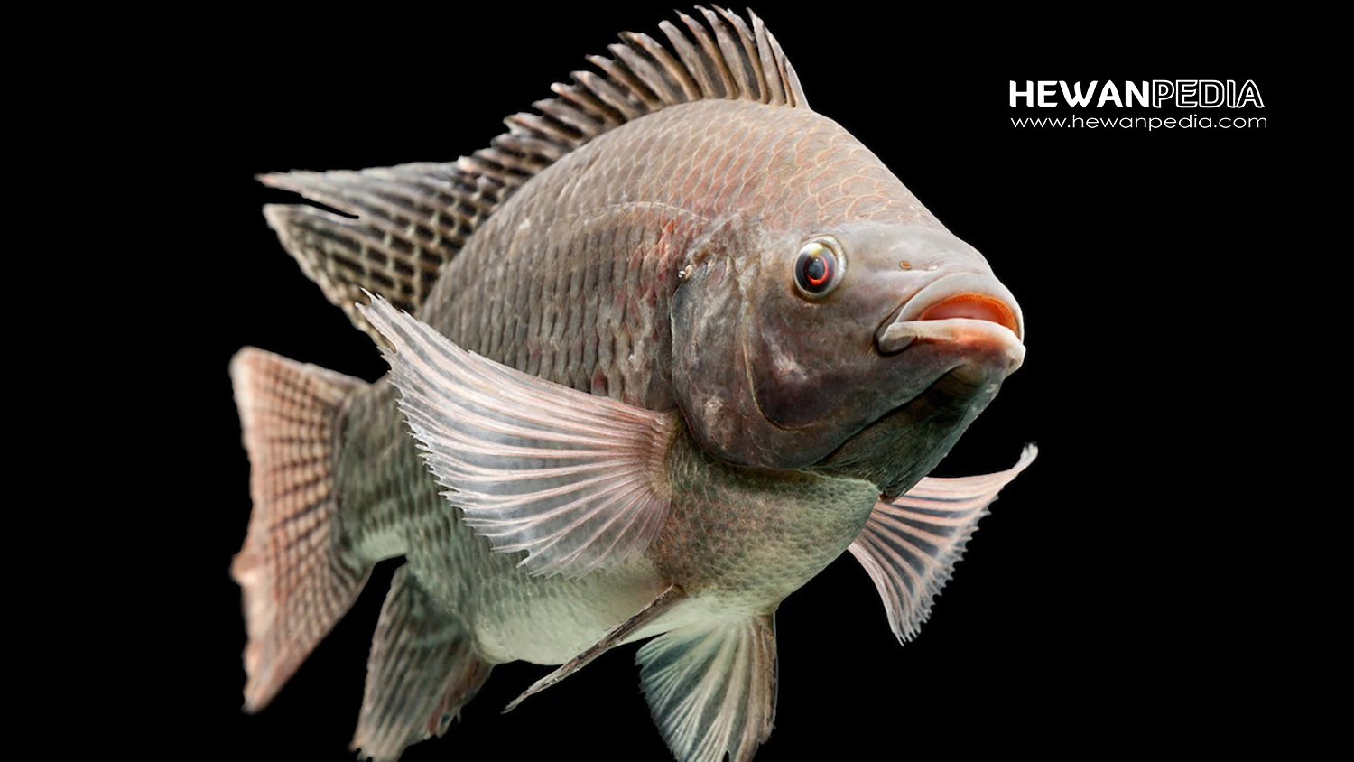 4 Jenis Ikan Air Tawar yang Digunakan Untuk Terapi Ikan - Hewanpedia