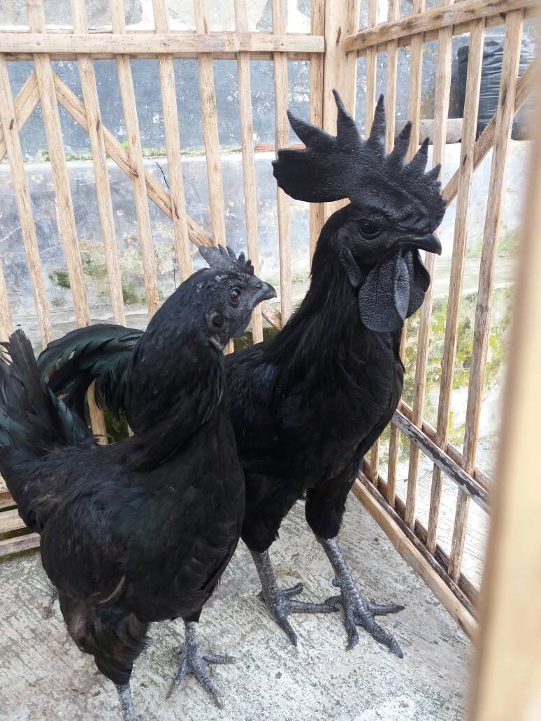 Cara Ternak Ayam Hitam