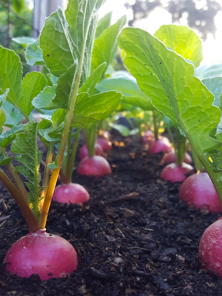 A close up image from the soil line perspective, peering through a row of perfectly spaced pink-red round radishes growing in a raised bed. They&rsquo;re mature and half exposed, pushing up our of the deep rich soil line. Light is shining in the background, illuminating the green stems.