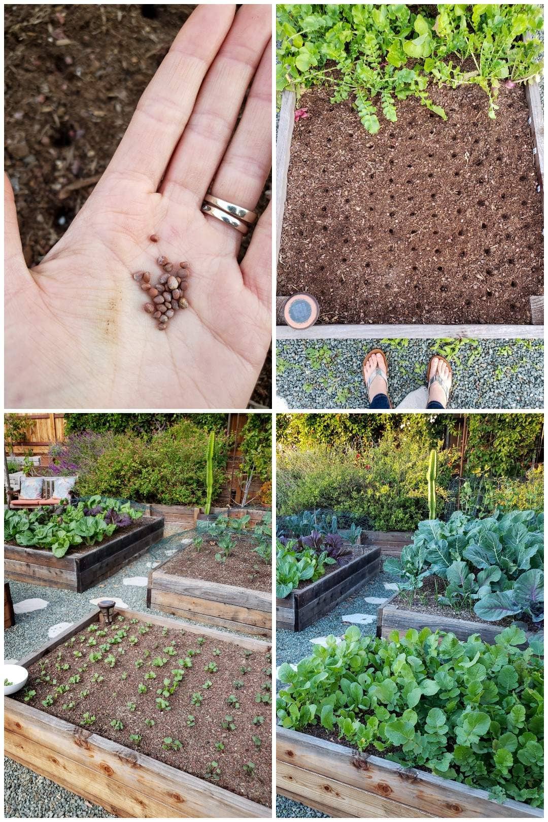 Four images of sowing radish seeds. One shows a close up of a hand holding small radish seeds, then another of a raised bed with a bunch of tiny holes poked in the top of the soil, about 2-3 inches apart. They&rsquo;re waiting to be filled with radish seeds. The lower two images show the same raised bed a couple weeks later, when the radish sprouts have just emerged, and then several weeks later, when the greens are large and have filled in the whole bed.