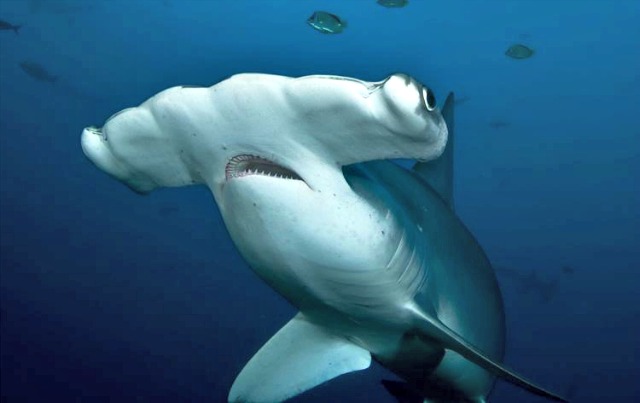 Weird Facts You Didn't Know About Sharks Live Science