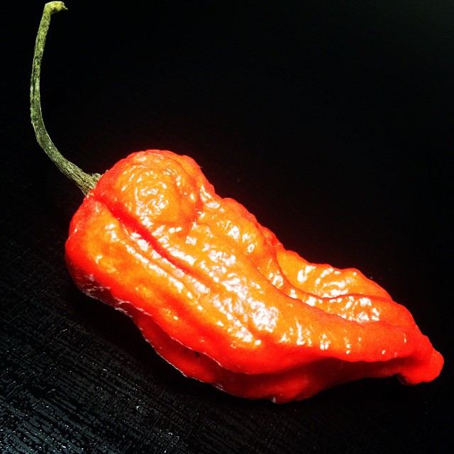 Bringing the heat: Ghost chili mango hot sauce recipe