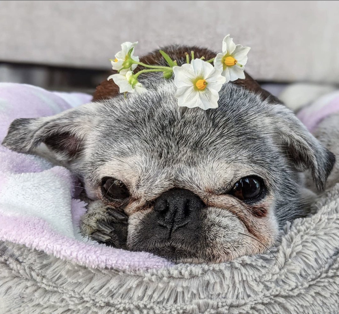 Maybe their fraser house contracts weren't renewed? August 1, 2021: Suji Sunday! | Joseph Mallozzi's Weblog