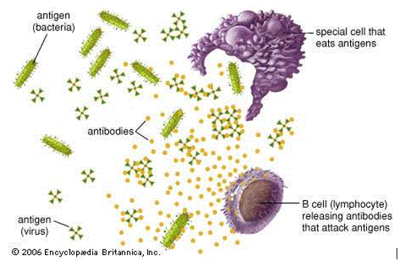 Antibodi obat melawan virus