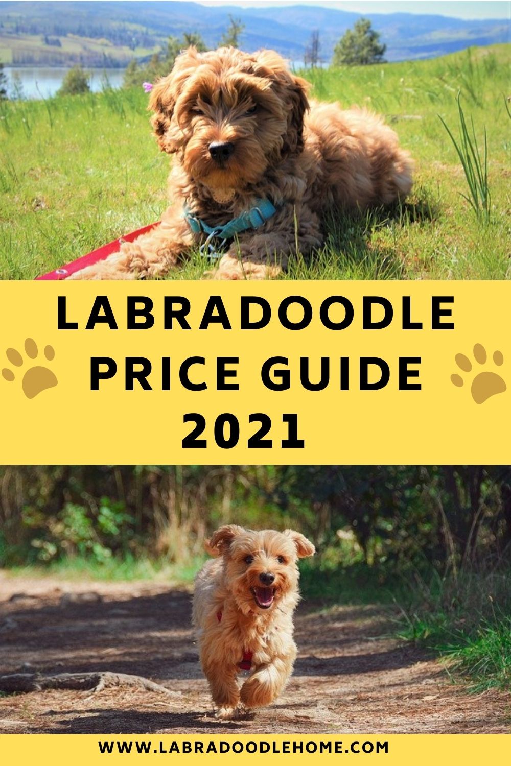 Lone star labradoodles' goal is to provide families like yours with australian multigenerational labradoodles with all the qualities and attributes which make this breed so unique and desirable. Labradoodle Price Guide With Real Breeder Prices In 2021