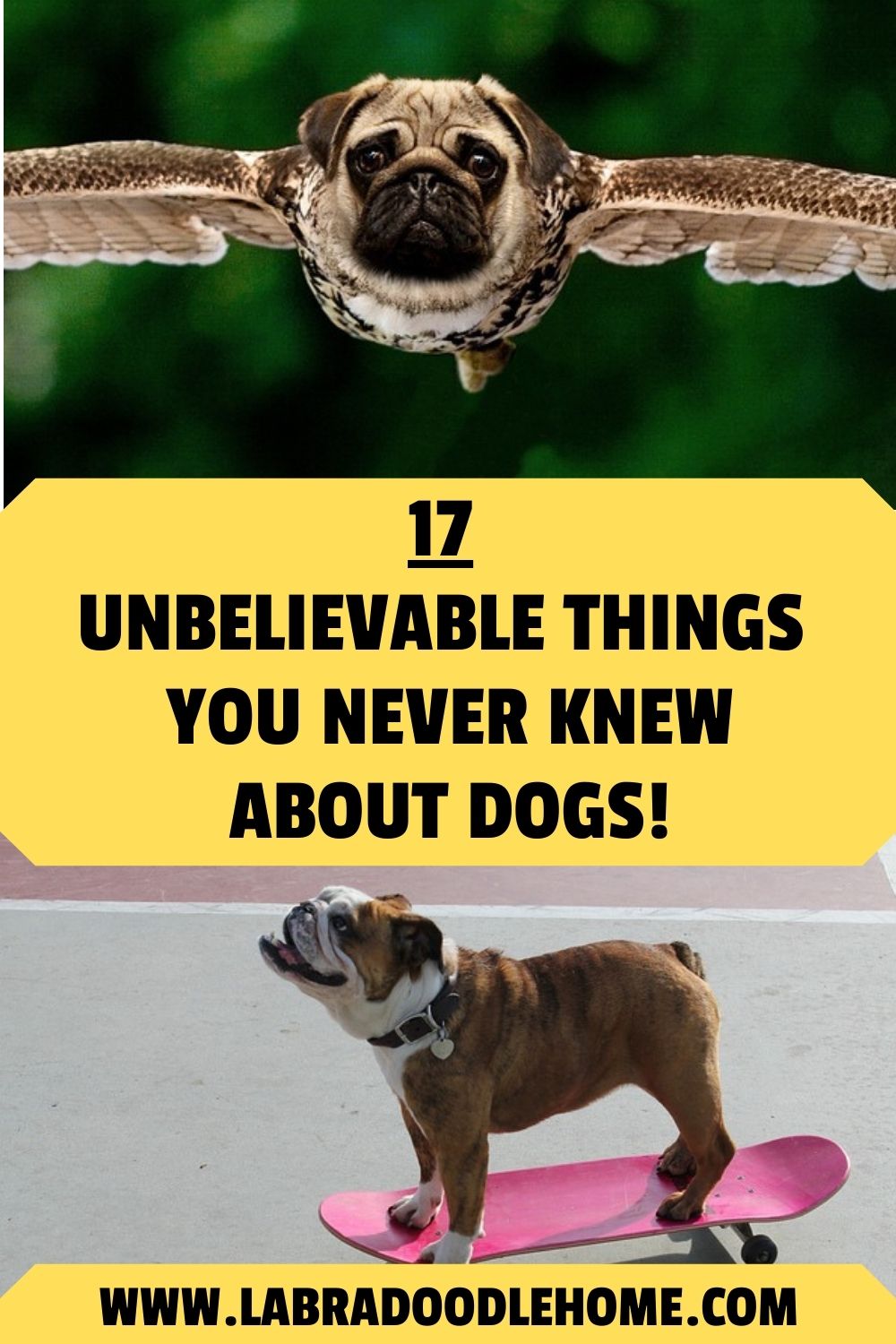 17 Unbelievable Things You Never Knew About Dogs!
