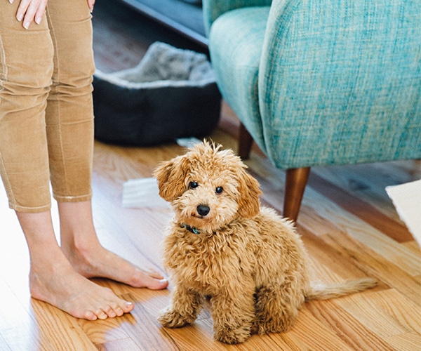 We did not find results for: Mini Goldendoodle Puppies Breeder Minigoldendoodlepuppies Ca