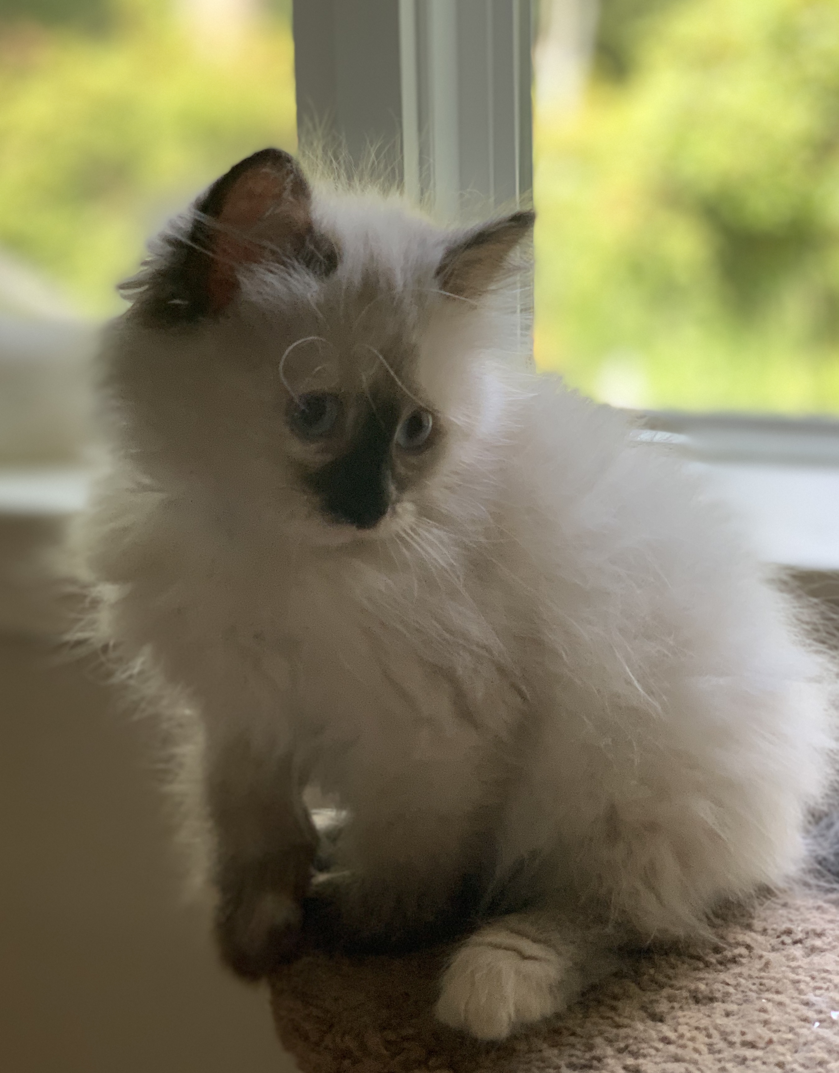 Purebred Siberian Kittens for sale in NH, MA border.