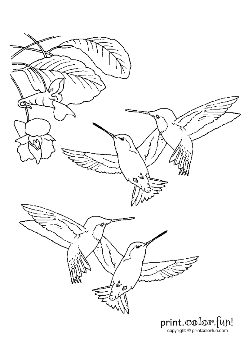 Hummingbirds and flowers coloring page Birds Adult Coloring.