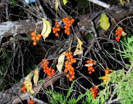 Celastrus scandens, American Bittersweet
