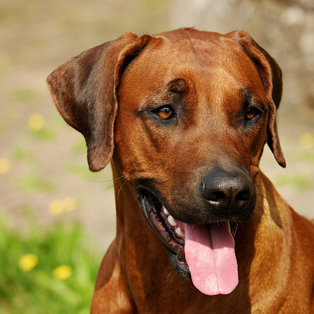 Ridgeback Dog Breeds The Smart Dog Guide