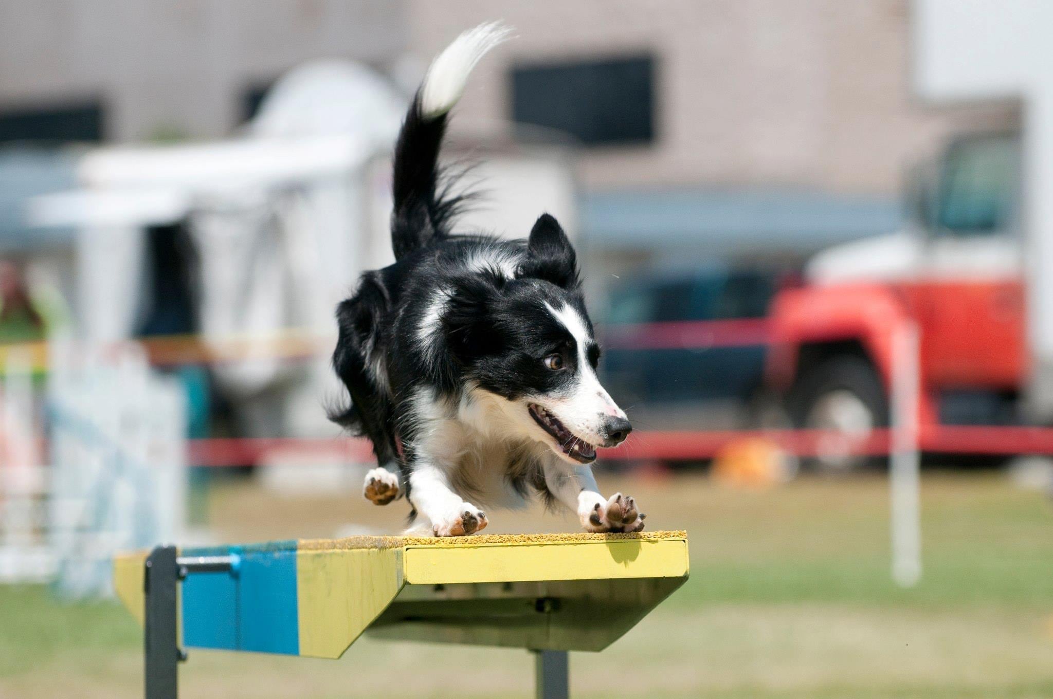 A Simple and Incredibly Effective Dog Training Hack! Stacy Winkler