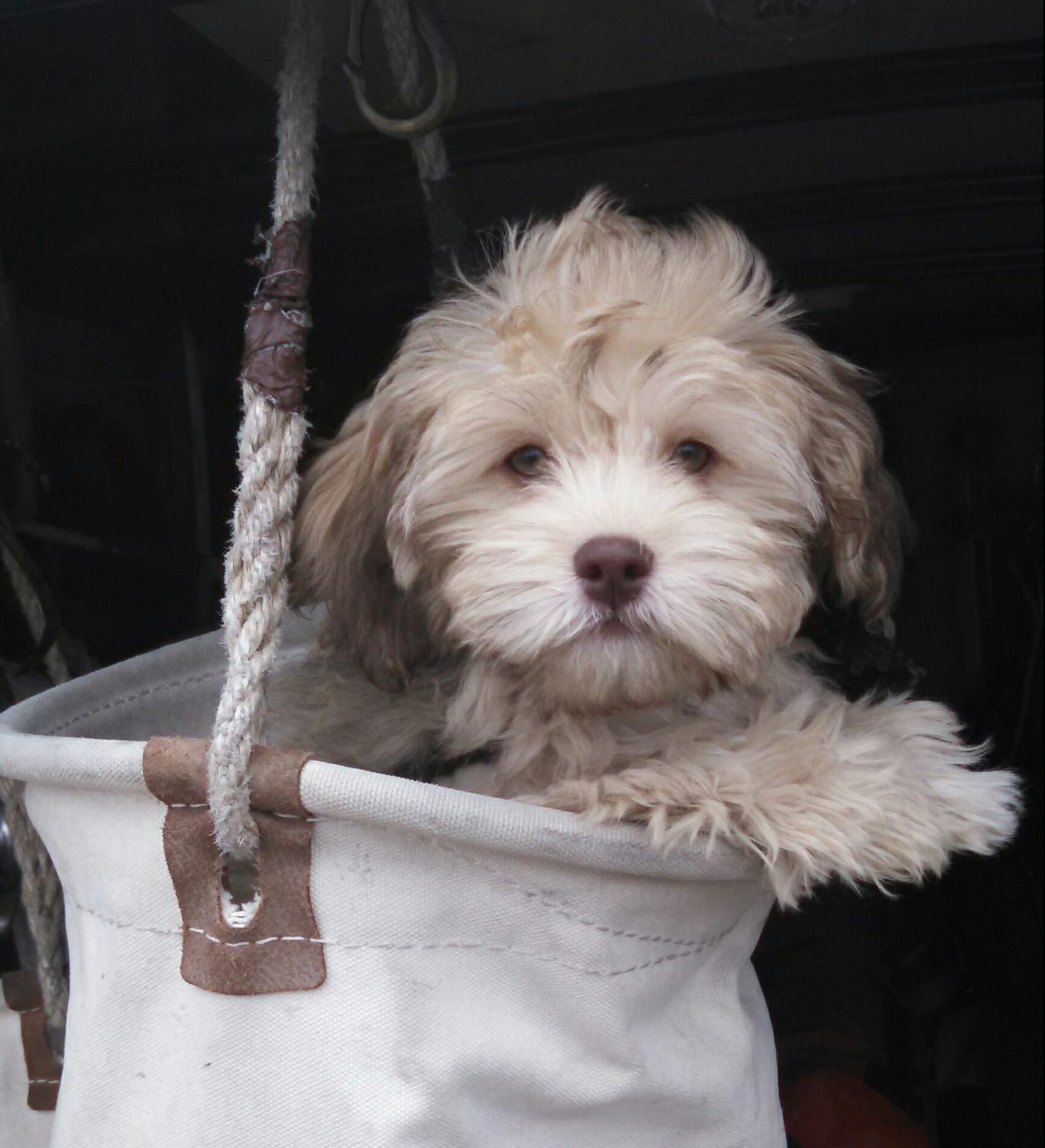 Cottonwood puppies cottonwood puppies cottonwood puppies. Waffles' HavaPoo Puppies | Havanese/Mini Poodle - Sunny ...