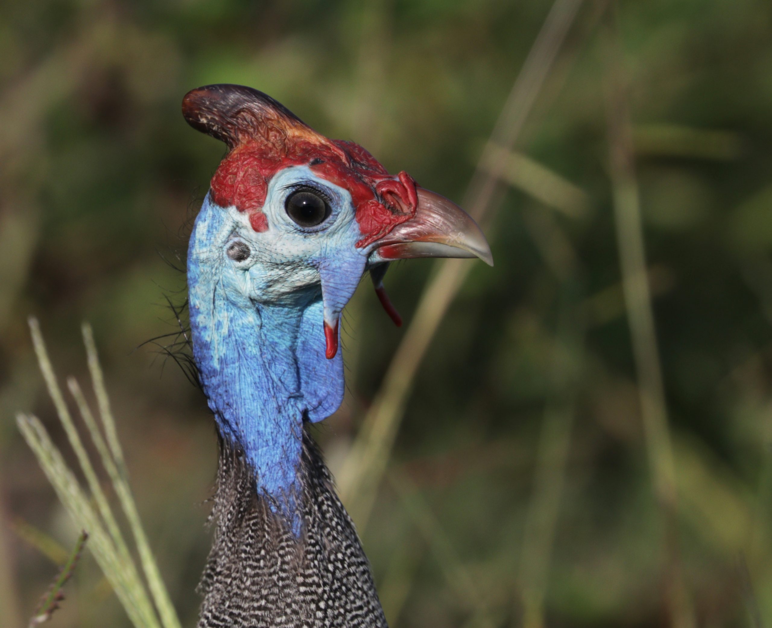 We do not own any guinea. Helmeted Guinea Fowl - C.S.W.D
