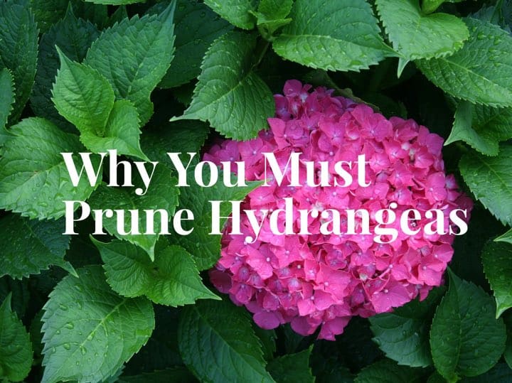 pruning hydrangeas