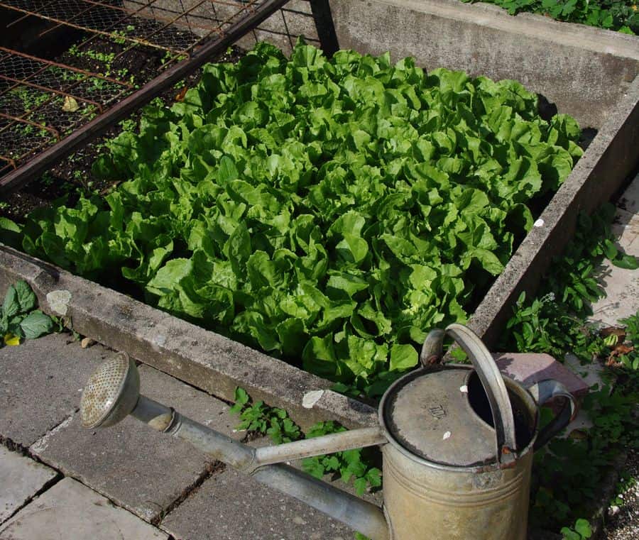 lettuce garden