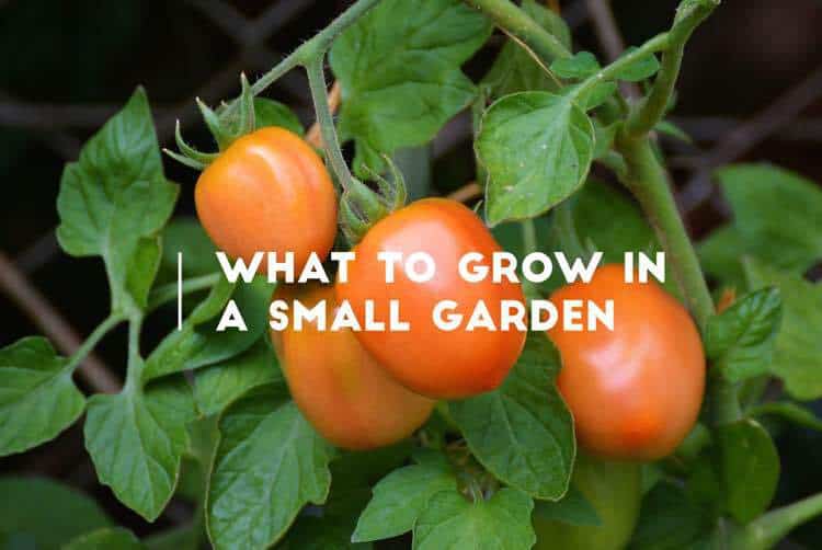 what to grow in a small garden