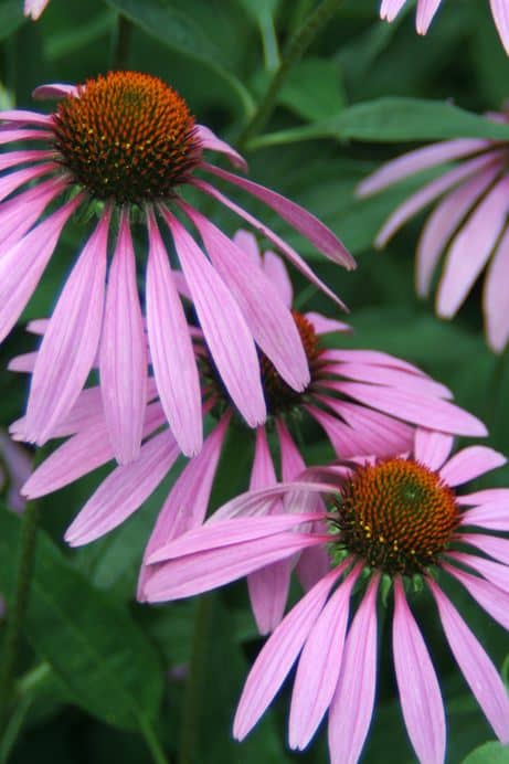 echinacea flower