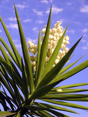 Flowering yucca plant