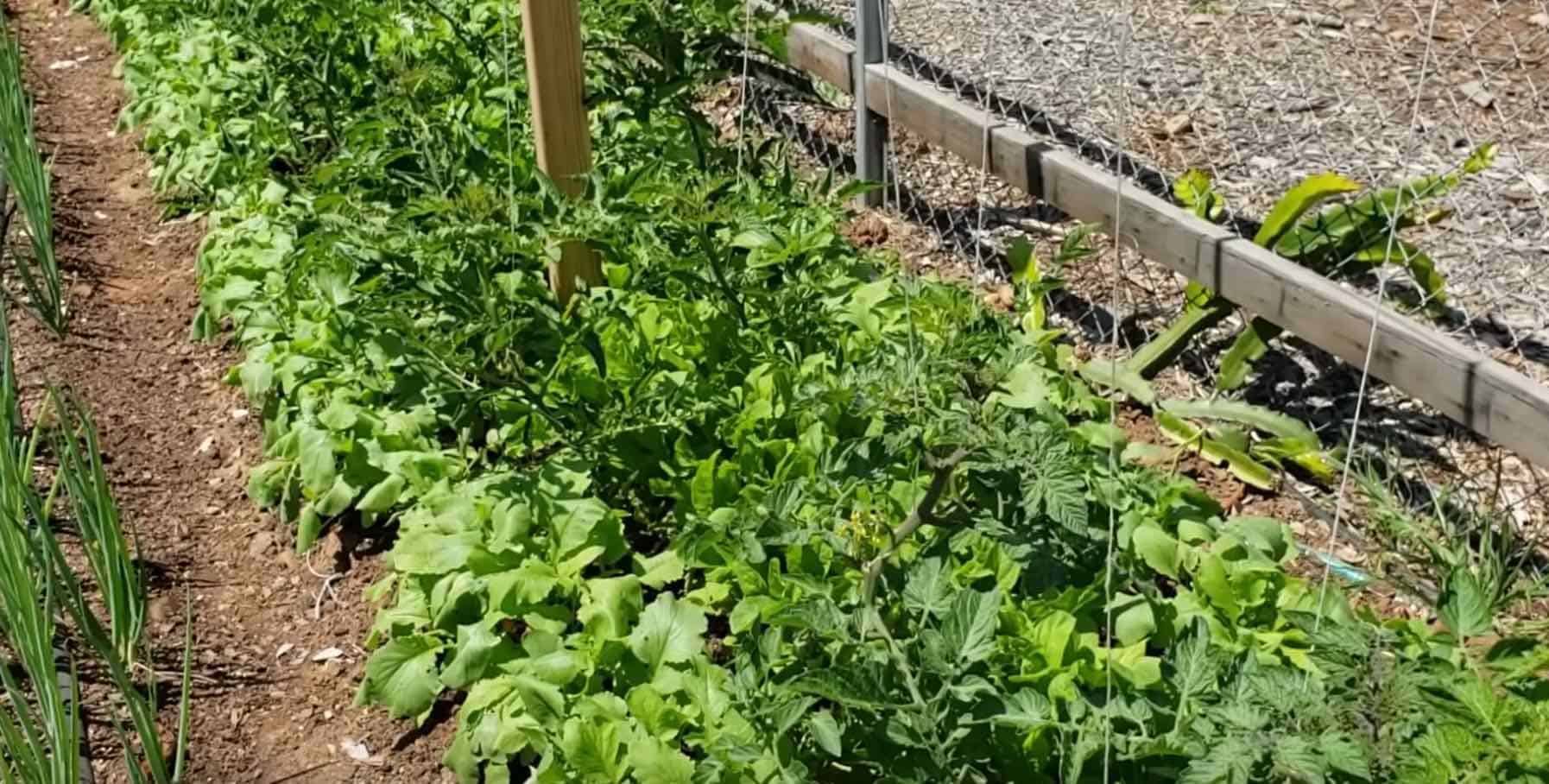 interplanting crops