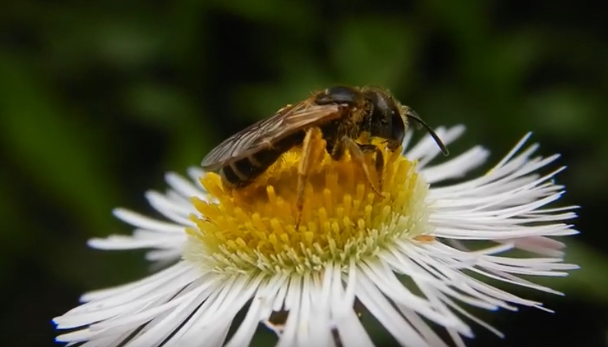 furrow bee