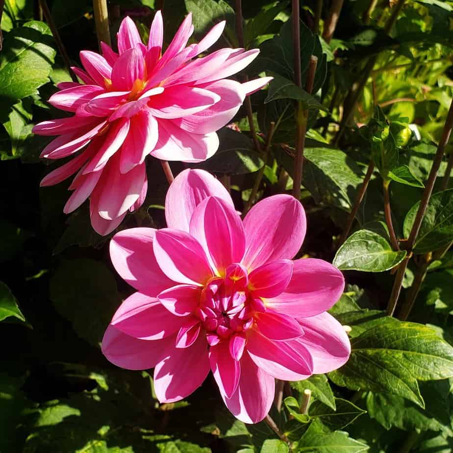 Dahlia flower