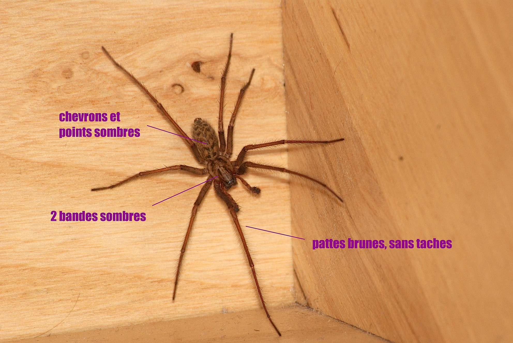 Je peux faire le ménage et déplacer les meubles (encore une petite appréhension dans les périodes où les araignées rentrent en masse mais sinon je n'y pense même plus) ; La Tegenaire Quel Est Cet Animal