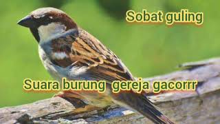 Suara Burung Gereja Betina Mp3 – Storymusik 180_X_320_jpg