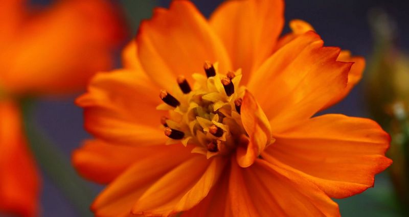 Explore Macro Lenses Canon UK