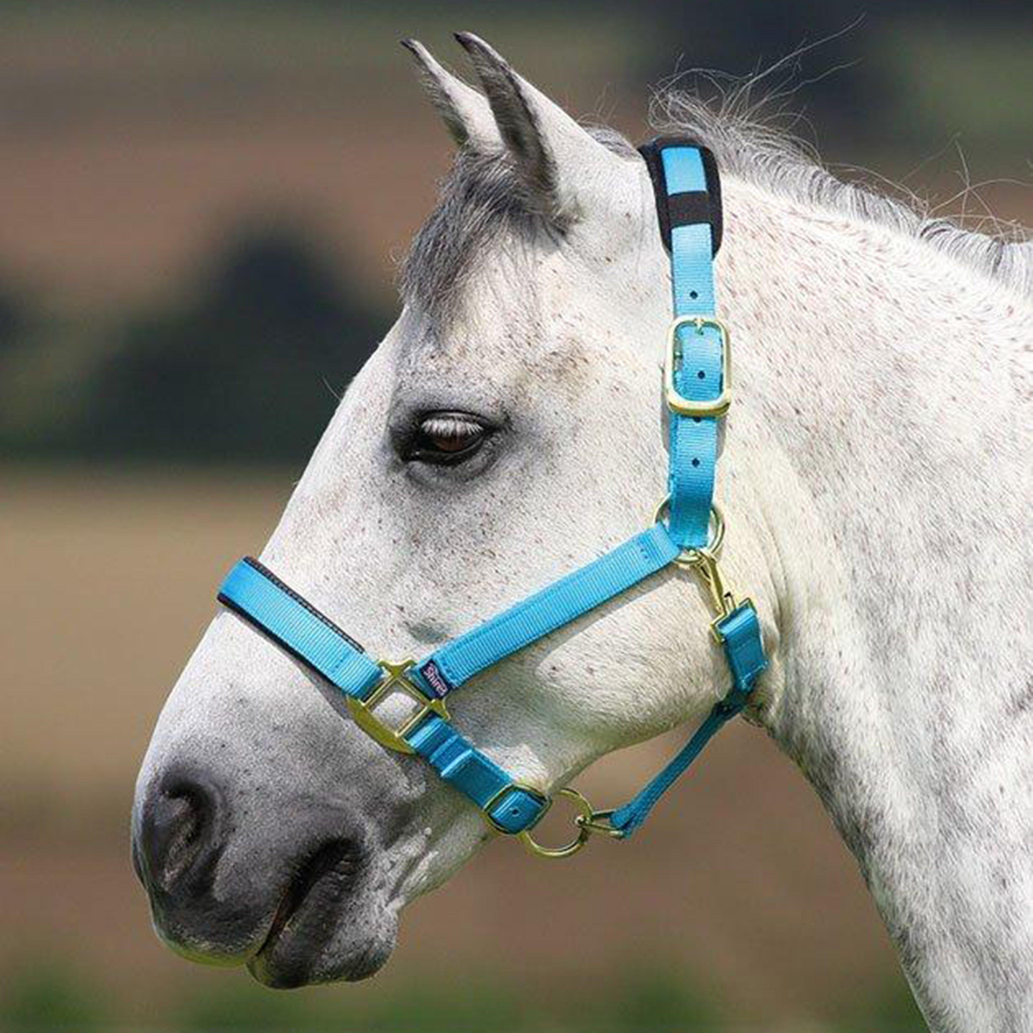 Shires Topaz Nylon Headcollar Reviews Updated August 2024