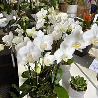 Top 40 Floral Influencers in 2024