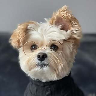 Top 100 Dog Influencers in 2024