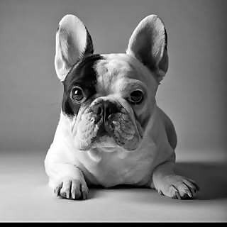 Top 100 Dog Influencers in 2024