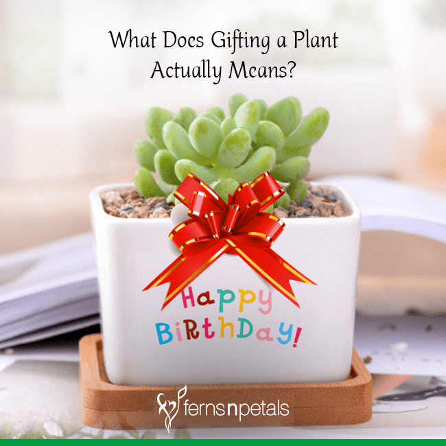 Flowers Or Plants That Mean Friendship / Plant Symbolism Guide 31