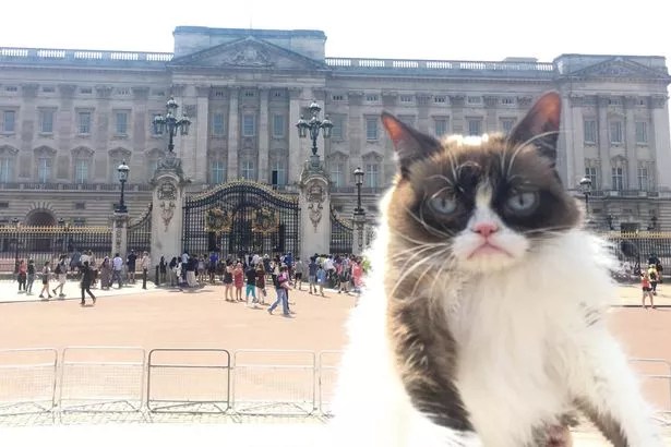 Follow Grumpy Cat, the world's most miserable mog, as she takes a tour