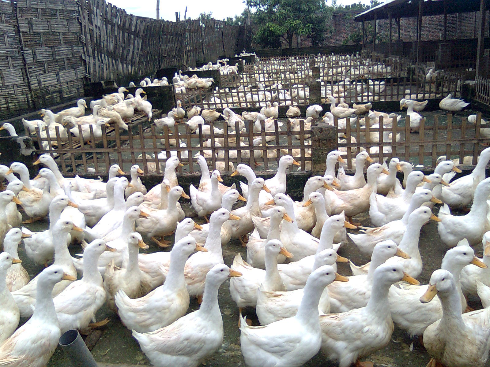 Cara Beternak Bebek Peking