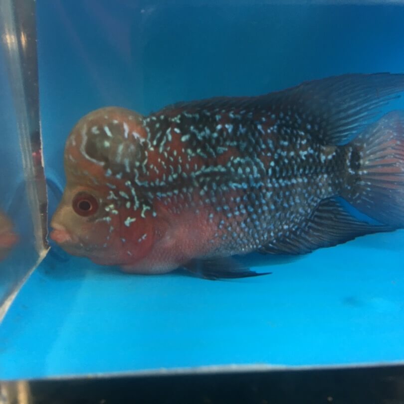 Couple of stuff to add to guide. Red ruby flowerhorn cichlid for sale | Exotic Fish Shop ...