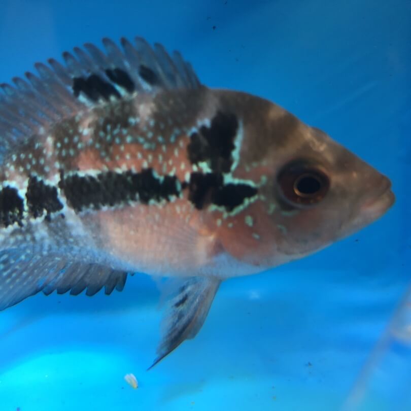 Goldin may not be the best asset in the battle of pokémon. Red ruby flowerhorn cichlid for sale | Exotic Fish Shop ...