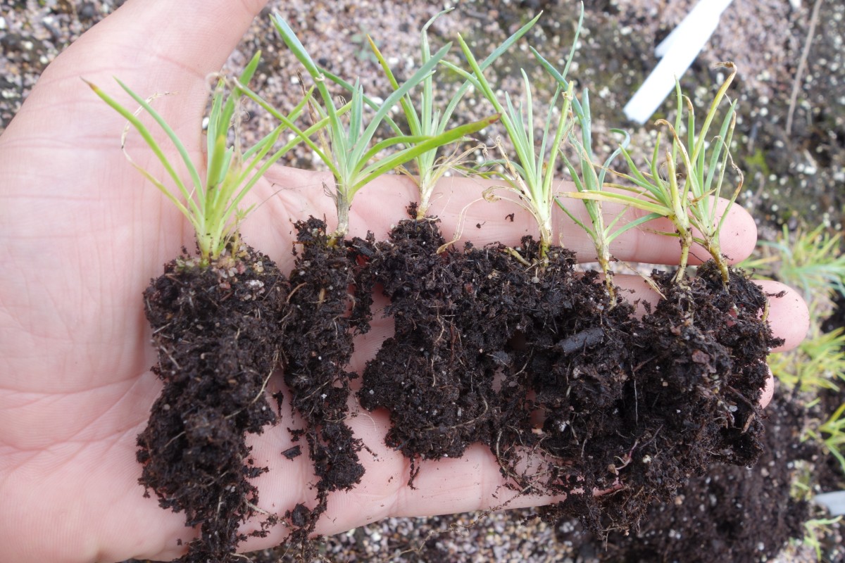 do hollyhocks need cold stratification