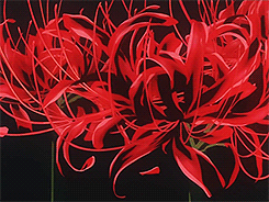 Anime Spider Lily : Beautiful Red Spider Lily Are Ibaraki Sightseeing