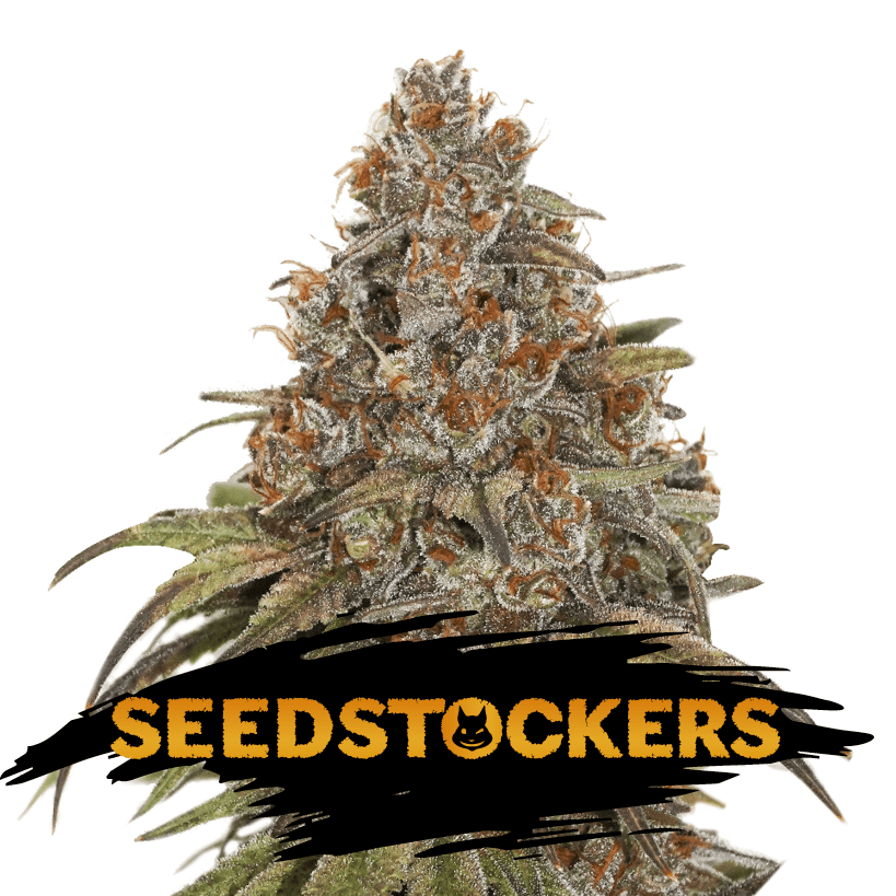 Blackberry Gum Autoflower Cannabis Seedbank South Africa Seed Shop