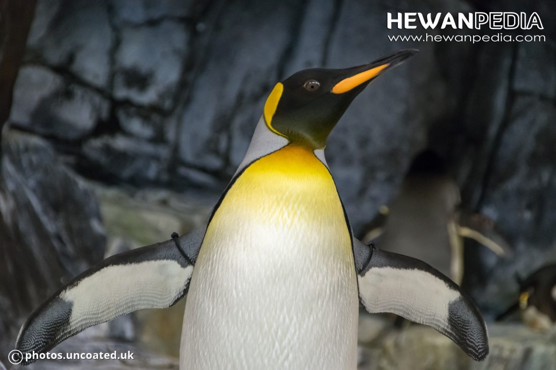 7 Fakta Menarik Mengenai Penguin - Hewanpedia