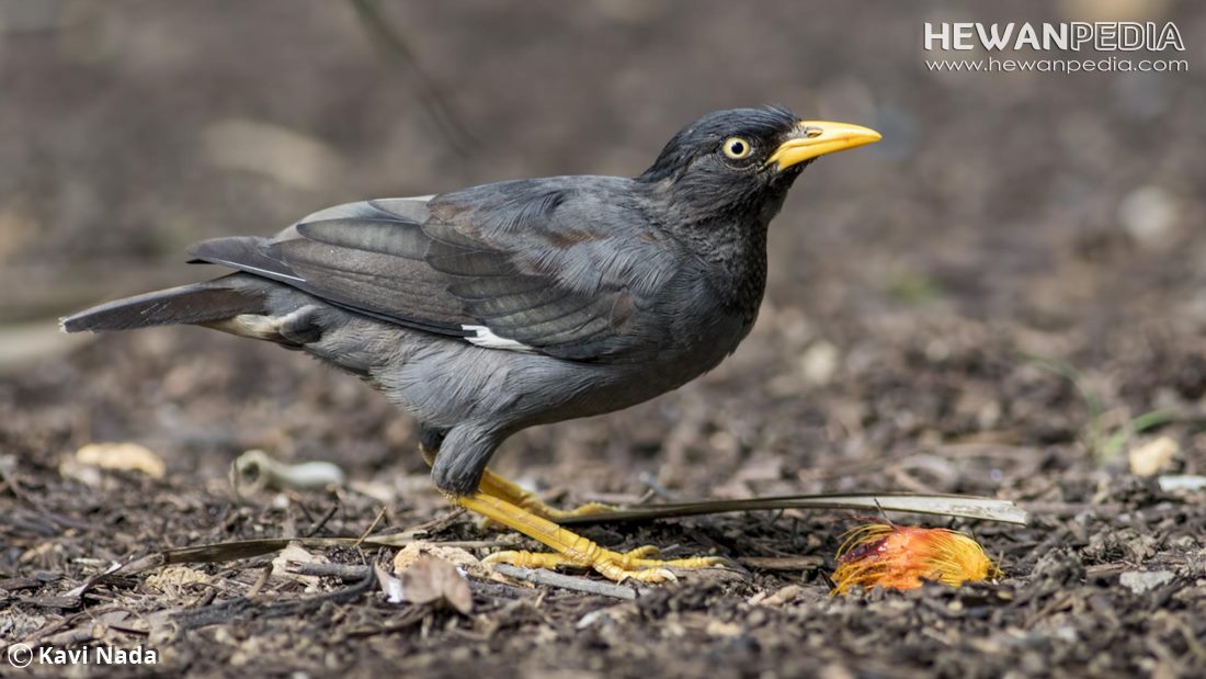 Burung jalak kebo termasuk dari jenis burung jalak yang kerap terlihat bertengger di punggung kerbau yang sedang mencari rumput. 8 Cara Perawatan Penting Burung Jalak Kebo Yang Sedang Mabung Hewanpedia