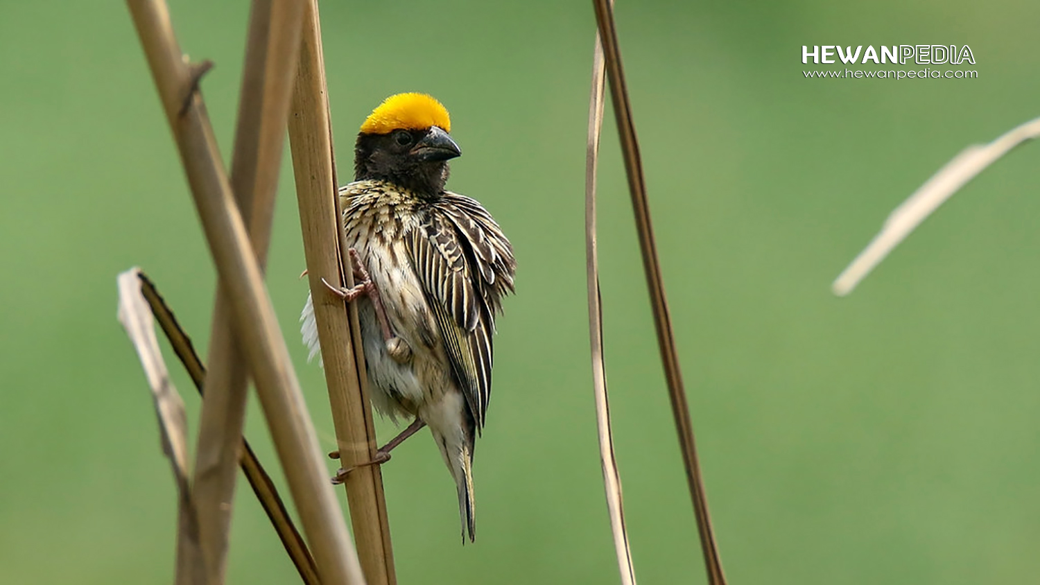 6 Langkah Jitu Cara Membuat Gacor Burung Manyar - Hewanpedia 844_X_1500_jpg