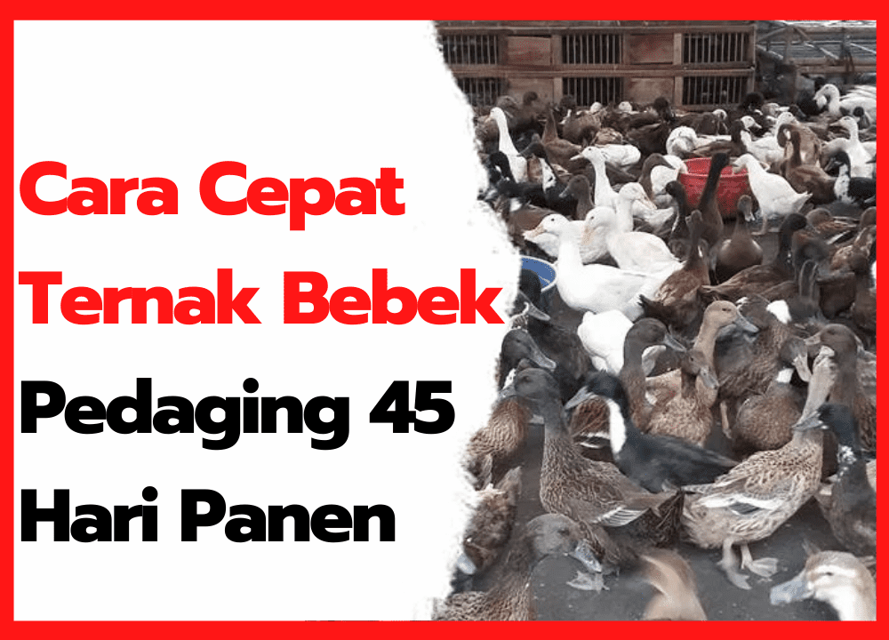 Cara Budidaya Bebek Jantan