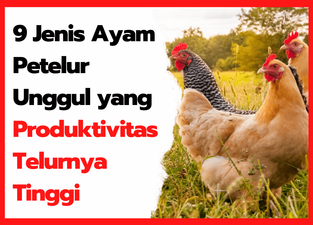 13 Jenis Ayam Petelur Unggul Yang Produktivitas Telurnya Tinggi
